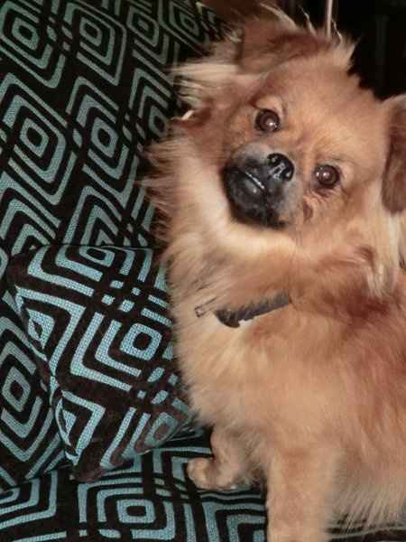 Furbabies (to lighten the mood)