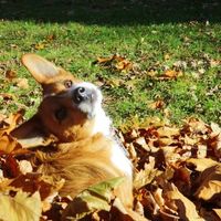 Furbabies (to lighten the mood)