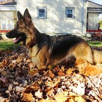 Furbabies (to lighten the mood)