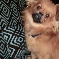 Furbabies (to lighten the mood)