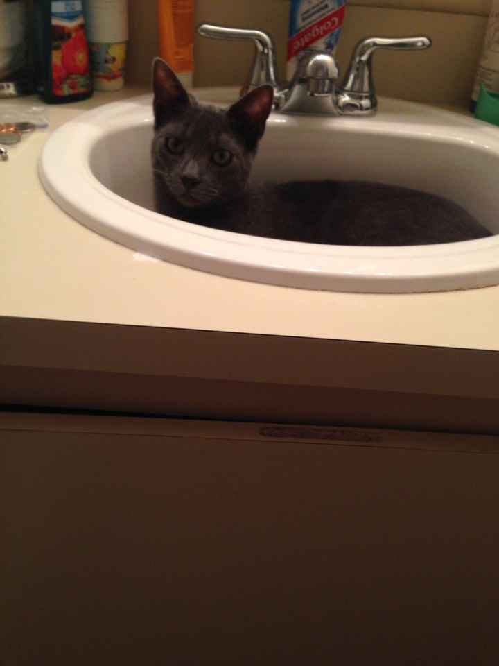 NWR: Pets that do kid-like things