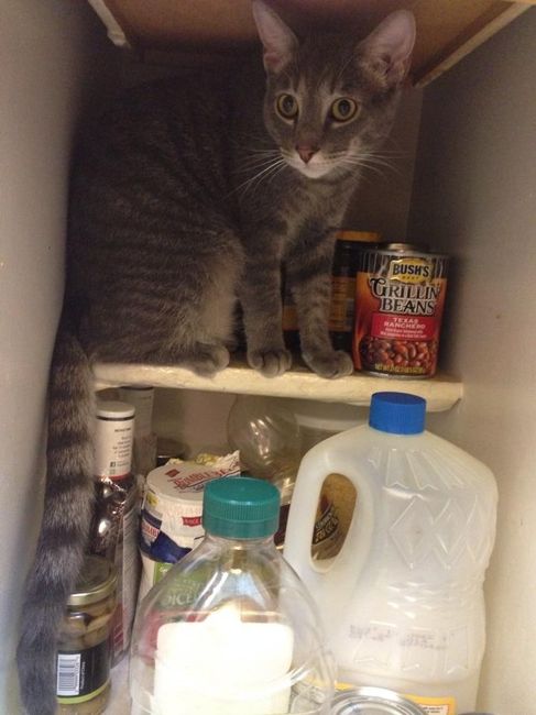 NWR: Pets that do kid-like things