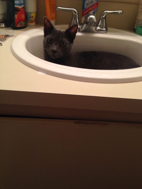 NWR: Pets that do kid-like things