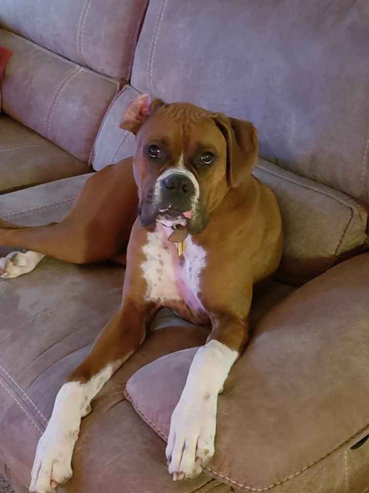 Show me your fur babies you and your SO have together! - 1