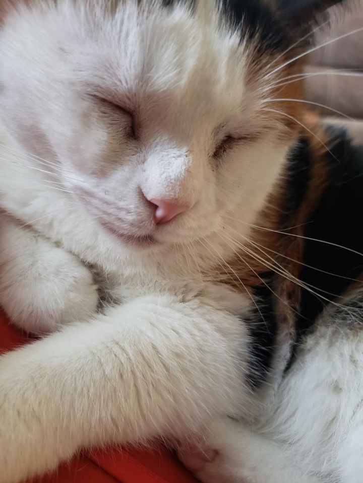 Show me your fur babies you and your SO have together! - 4