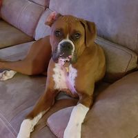 Show me your fur babies you and your SO have together! - 1