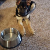 Show me your fur babies you and your SO have together! - 3