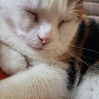 Show me your fur babies you and your SO have together! - 4