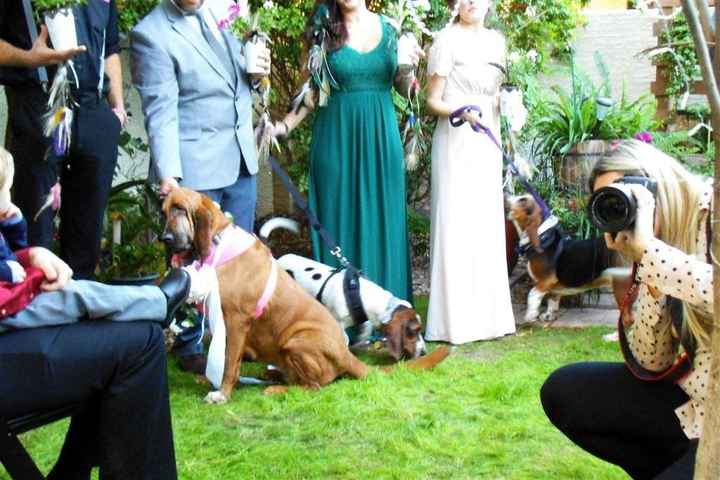 Pets in the wedding: Cute and Fun or a Hassle?  Experiences?
