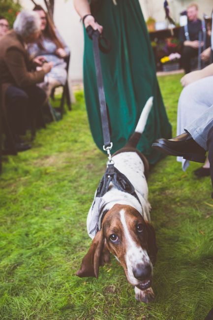 Fur Babies in a wedding