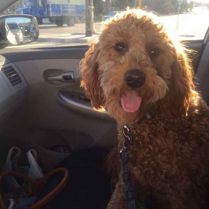 Sick and need cheering up--show me your Fur babies!