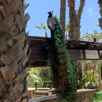 Singing a song in Spanish to surprise my groom (plus Cabo Mexico vendors list and wedding pics!) - 2