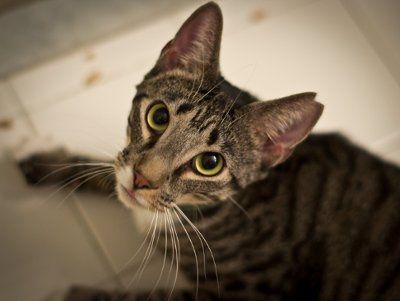 *NWR* Show me your pets/animals! *PICS*