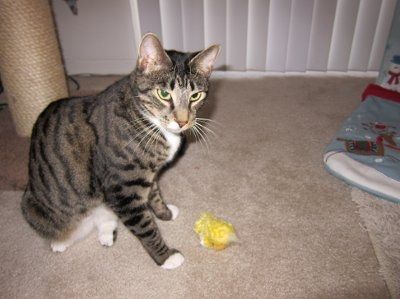 SHARE PICS OF YOUR FUR BABIES CHRISTMAS AND THEIR GIFTS!!!