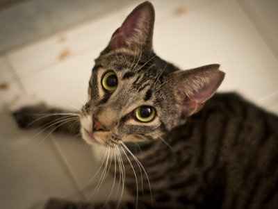 *NWR* Show me your pets/animals! *PICS*