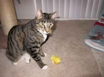 SHARE PICS OF YOUR FUR BABIES CHRISTMAS AND THEIR GIFTS!!!