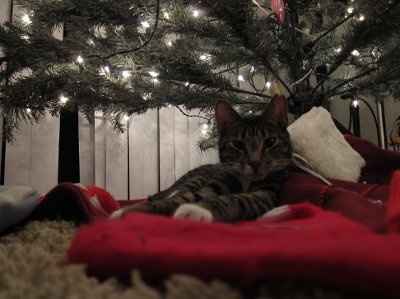 SHARE PICS OF YOUR FUR BABIES CHRISTMAS AND THEIR GIFTS!!!