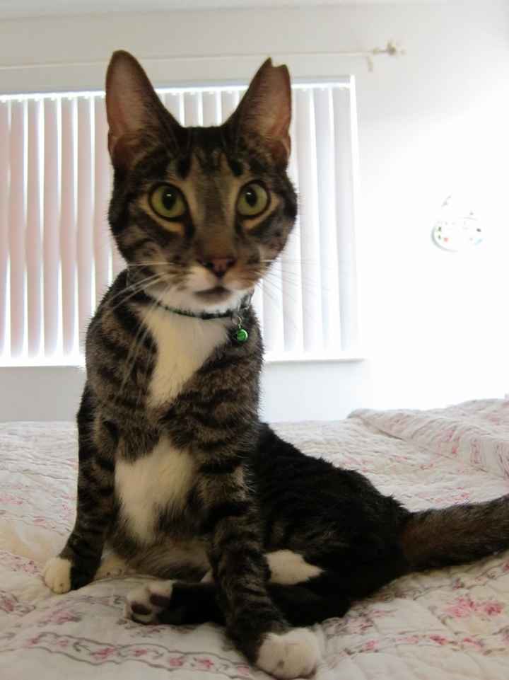 NWR: Update for those who remember my Step Mom and Cat issues