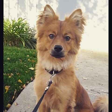 Fiendish Furbaby Friday