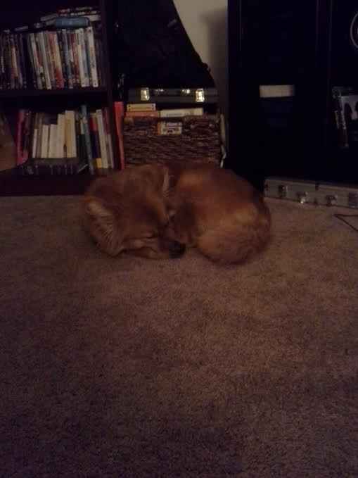 Brag Post - Pet Edition!