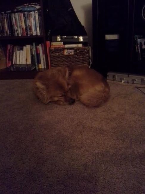 Brag Post - Pet Edition!