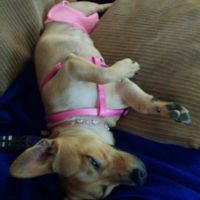 NWR: it's my dogs birthday!