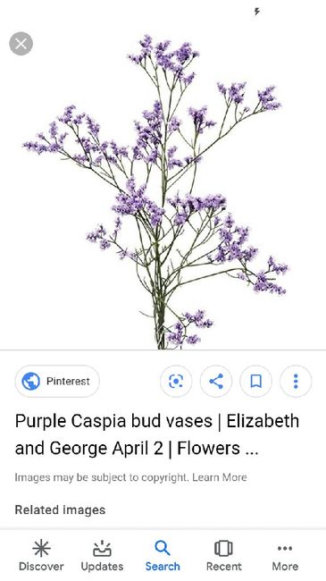 What is this flower?? 2