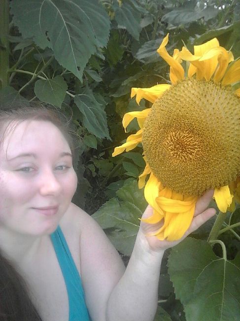 Sunflower photos! 3