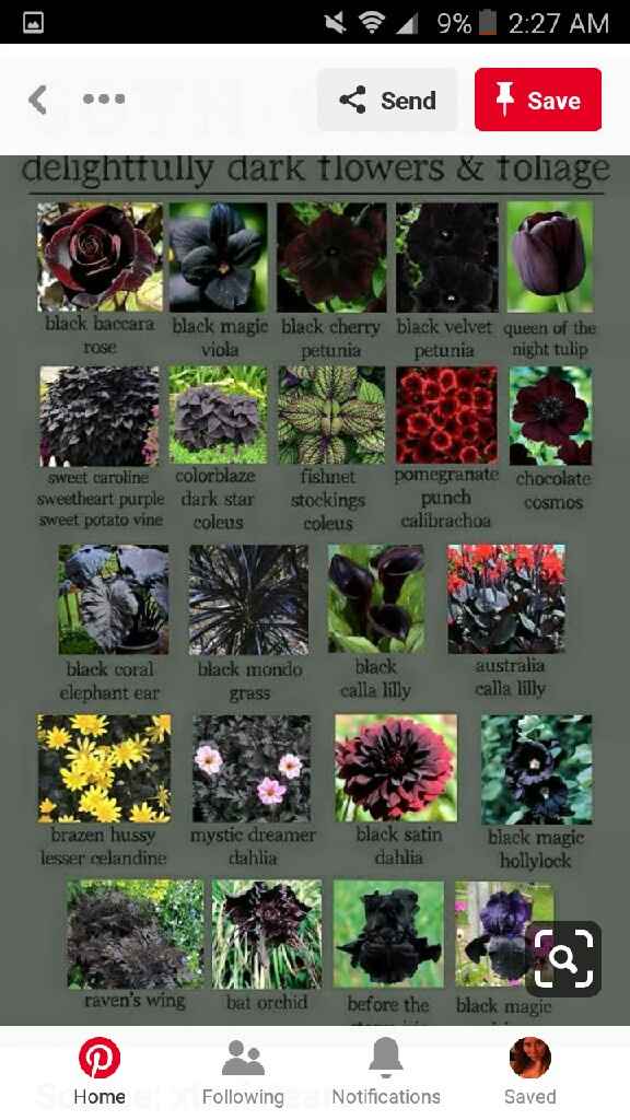 Need ideas for decor - 4