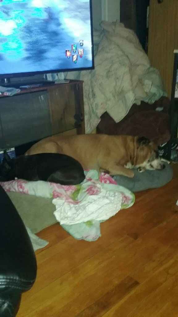 Blending Fur-families! - 2