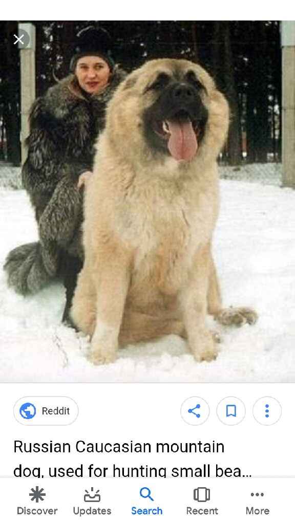 Blending Fur-families! - 4