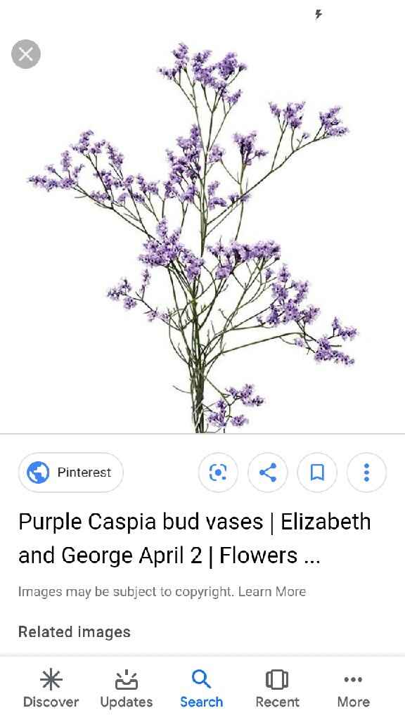 What is this flower?? - 1