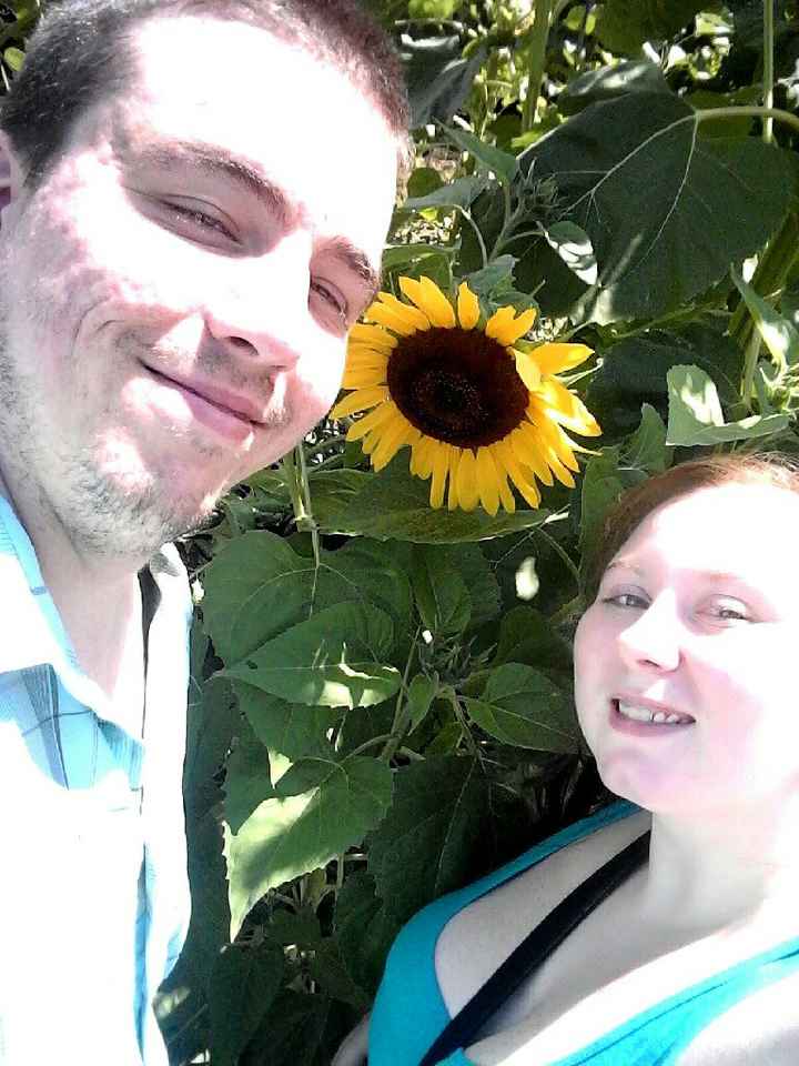 Sunflower photos! - 1