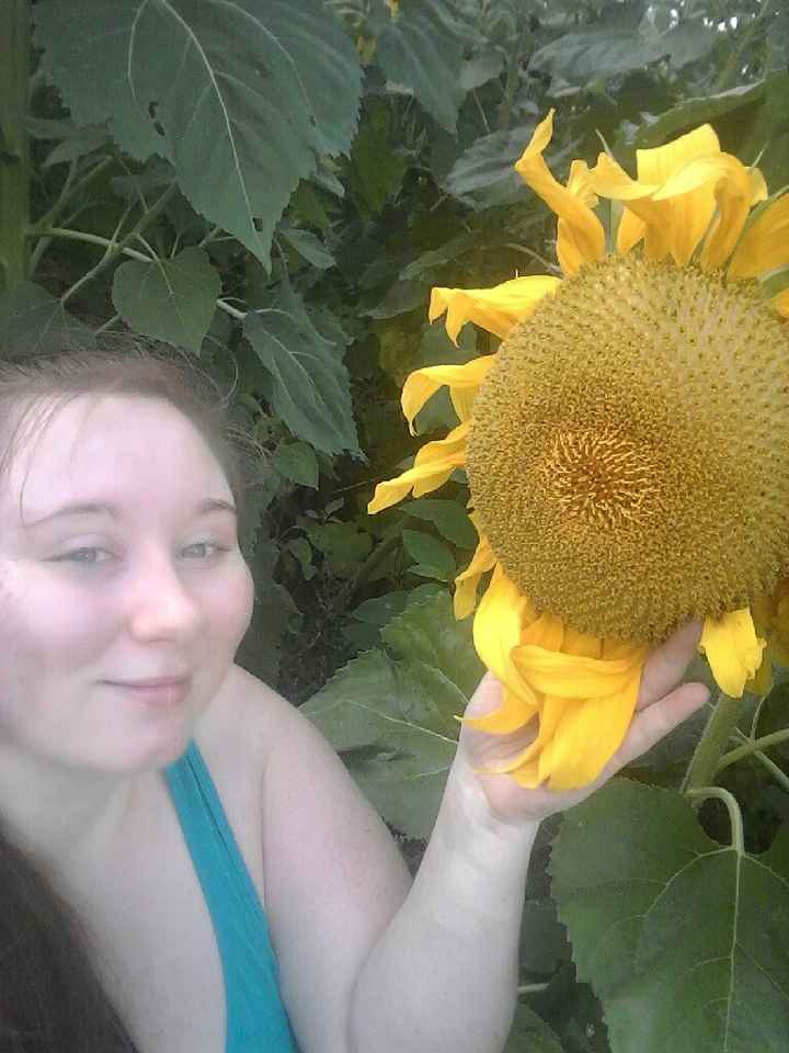 Sunflower photos! - 3