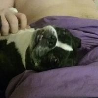 Show me your pup! - 1