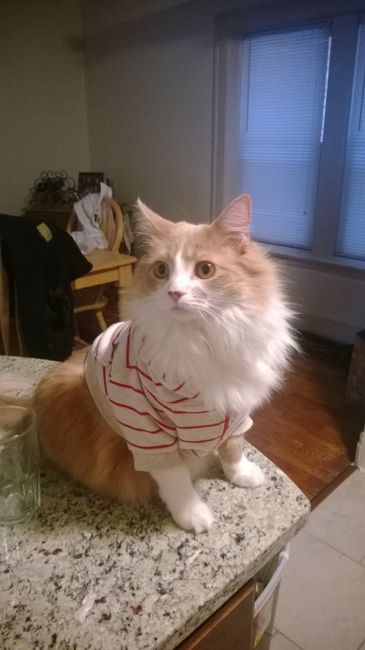 your fur babies baby pics- share'em if you got'em