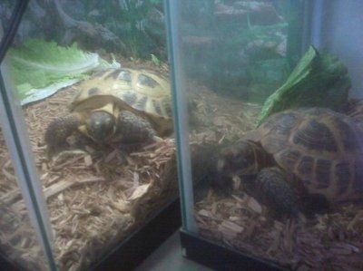 NWR: Furry Friends
