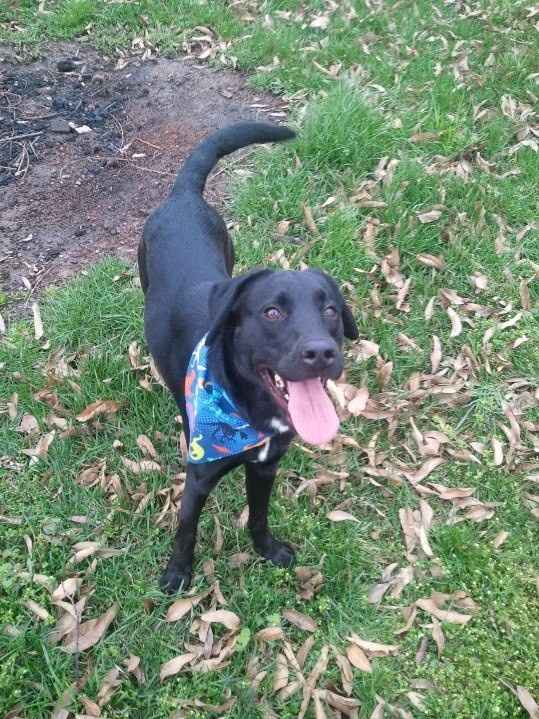 Show me your fur baby! (it has been awhile and I love seeing the pets!)