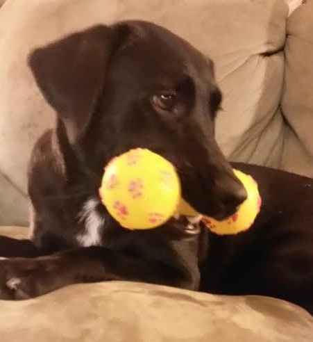 Show me your Furbabies!