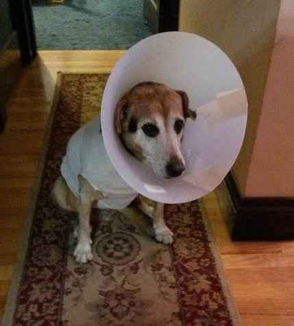 Show me your Furbabies!