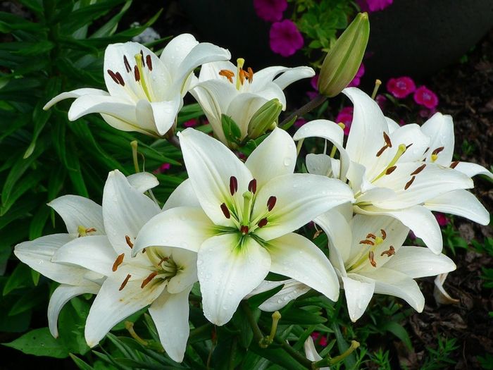 What's your favorite flower ?
