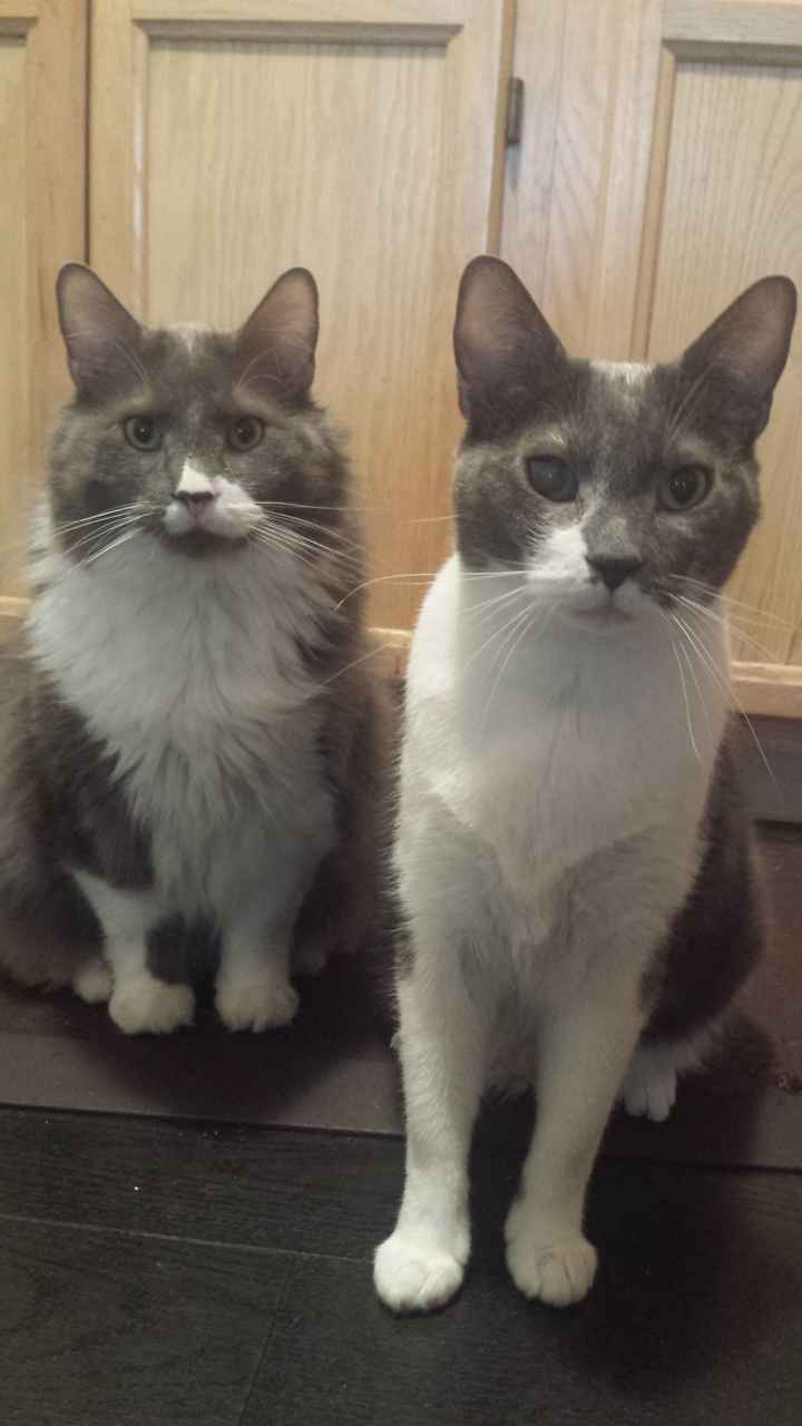 NWR: Tomorrow is National Cat Day!