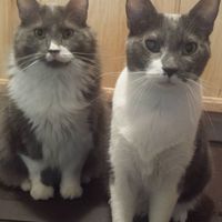 NWR: Tomorrow is National Cat Day!