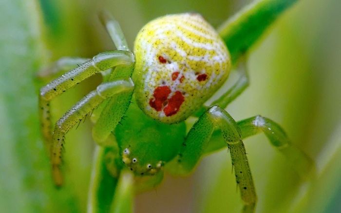 NWR:  Biggest. Spider. Ever.