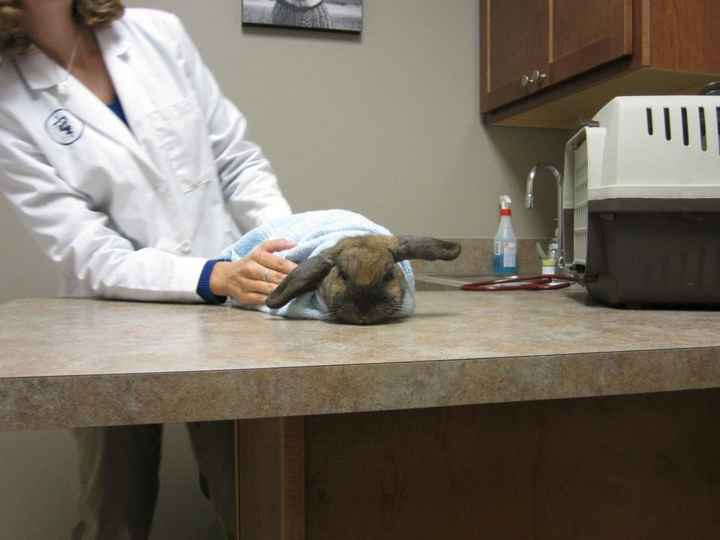 Just for fun, lets see your crazy pet child....