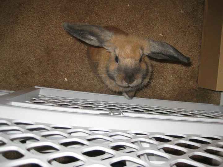 Just for fun, lets see your crazy pet child....