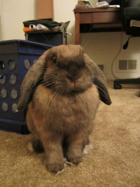 Just for fun, lets see your crazy pet child....