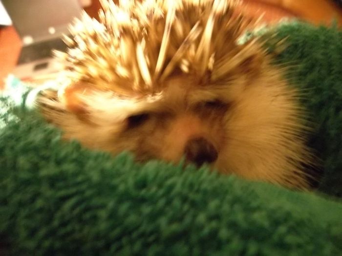 NWR: Pet Post
