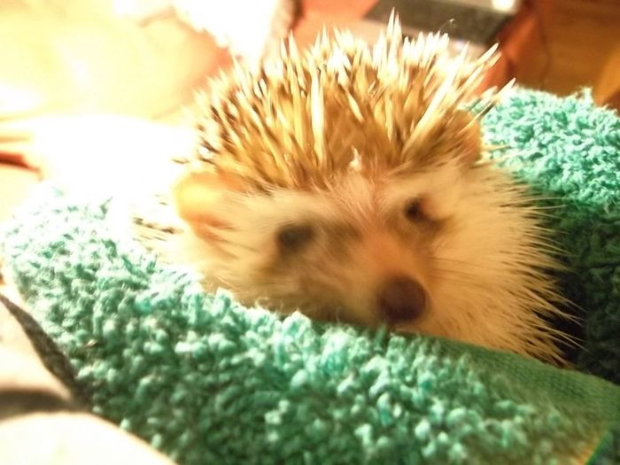 Show me your fur baby! (it has been awhile and I love seeing the pets!)