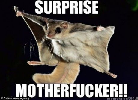 FH's aunt brought a flying squirrell to thanksgiving dinner.